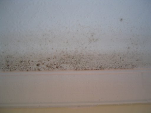 mold